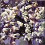 images/Moutons/image34.gif